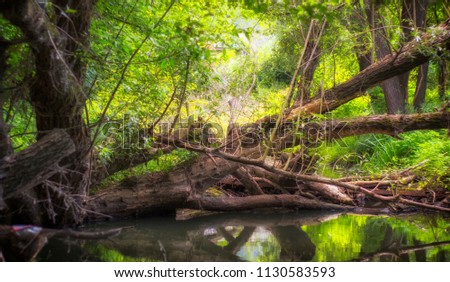 A calm forest stream, littered with trunks of fallen old trees
