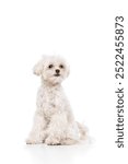 Calm furry pet sitting against white studio background. Cute purebred Maltese. Dog looks healthy and well-groomed. Concept of grooming cervices and veterinaries, pet lovers, friendship.