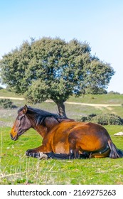 Calm horse laying in a meadow grass field, selective focus in his head with reflected sunlight in his main and there's a tear in his eye as he's crying. A tree and blue sky in the blurred background.
