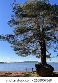 Calm Lake View In The Forest, Blue Sky