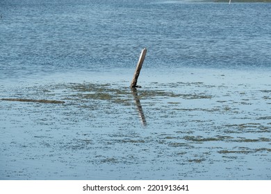 A Calm Lake With A Wood Stuck In The Middle