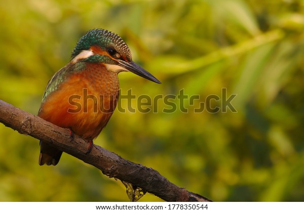 Calm male common\
kingfisher, sitting still on a branch in red evening light.\
Attractive wild animal with feathers, beak and tail in nature front\
view. Alcedo atthis.