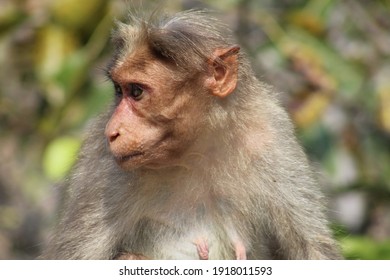 Calm Monkey in the forest with blurred background