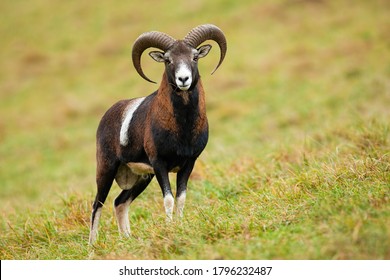 Calm mouflon, ovis orientalis, standing on meadow in autumn nature. Curious wild sheep with curved horns looking to the camera on field. Herbivore mammal watching on grassland.