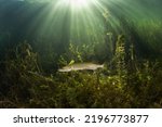 Calm northern pike in Traun river. River scuba diving. Pike during dive. European nature.