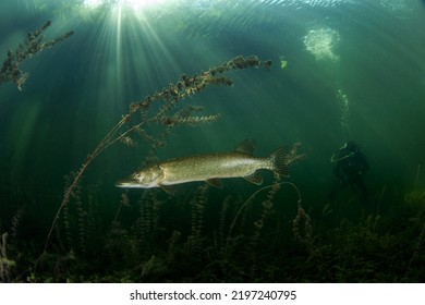Calm Northern Pike In Traun River. River Scuba Diving. Pike During Dive. European Nature.