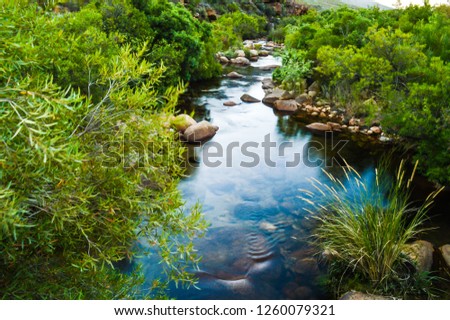 Calm Oasis, Small Babbling Brook In The Cederberg Wilderness, South Africa. A Stream or Clear Water and Green Foliage