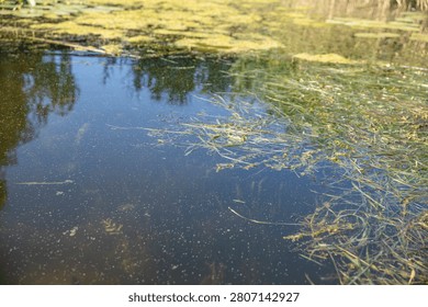 Calm Pond Water Surface With Floating Aquatic Plants And Natural Green Algae