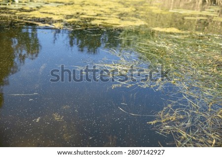 Calm Pond Water Surface With Floating Aquatic Plants And Natural Green Algae