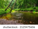 A calm river in deep forest
