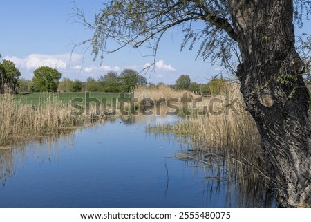 Similar – Image, Stock Photo Majestic tree along the tranquil Jungle riverbank