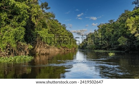 A calm river flows through the Borneo rain forest. Impenetrable thickets of trees on the shore. Aquatic plants on the water. Clouds in the blue sky. Glare, reflection. Malaysia. Kinabatangan River.
