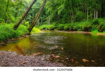 A calm river in the forest. Forest river water. River calm water in deep forest. Forest river view