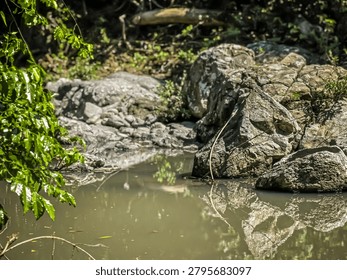 A calm river pool surrounded by large grey rocks and lush green leaves. Beautiful reflections on the water surface create a peaceful atmosphere inside a tropical jungle wilderness.