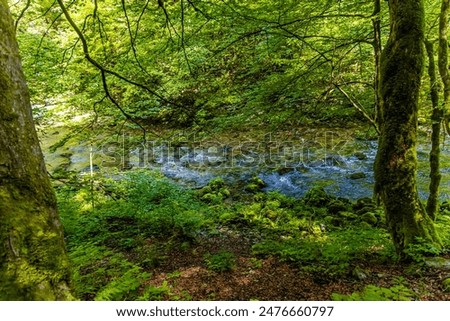 Similar – Green forest in the summer reflecting colors in a rive