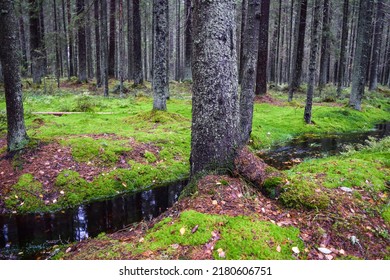 A calm stream in a mossy forest. Larch tree forest in moss. Mossy larch tree forest landscape. Mossy forest stream flowing