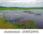 A Calm Summer Day on Horicon Marsh  in Wisconsin