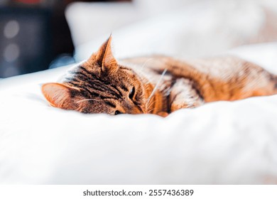 A calm tabby cat rests on a soft white blanket, basking in gentle sunlight. The scene embodies warmth, comfort, and serenity, highlighting the cat's fur and relaxed demeanor. - Powered by Shutterstock