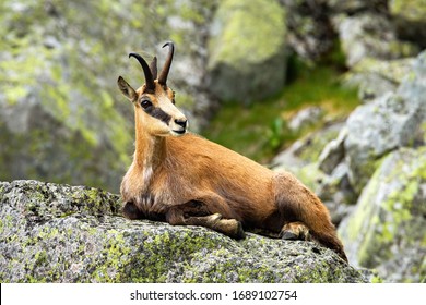 Chamois Images Stock Photos Vectors Shutterstock