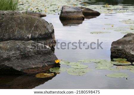 Calm water, big rocks, reflections of the sky, water lilies and other aquatic plants in lake Valkeinen, Kuopio, Finland. Very simple, calming and relaxing natural landscape details. Color image.
