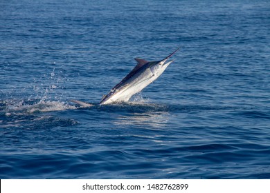 Calm Water Black Marlin Ocean