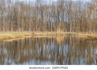 The calm water of the pond. There are trees around the water. The trees are reflected on the surface. Jiva willow by the water
