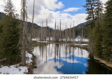 Calm winter lake with dramatic tree reflections, dead pines and evergreen forest framed by mountains in British Columbia, Canada.
