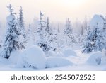 Calm winter morning in snowy forest in Northern Finland