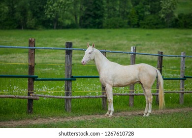 Download Horses With Yellow Images Stock Photos Vectors Shutterstock PSD Mockup Templates