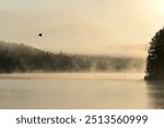 Calming background of a landscape of a misty morning fog over water with a Great Blue Heron in flight