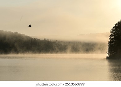 Calming background of a landscape of a misty morning fog over water with a Great Blue Heron in flight - Powered by Shutterstock