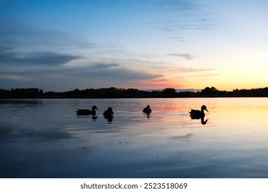 A calming scene featuring ducks peacefully gliding across a tranquil lake during a vibrant and colorful sunset - Powered by Shutterstock