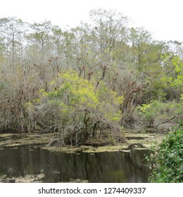 A Calming Scenic Background In A Natural Florida Cypress Swamp