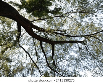 the calming side of the branches