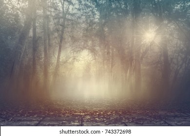 Calmness Misty Spooky Woods In Autumn With Warm Lighting Background, Serenity Forest