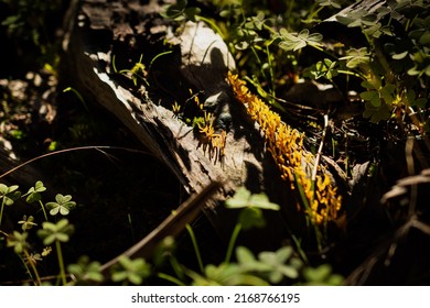 Calocera Sinensis On Dead Branch In Sandy Creek