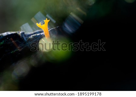 Similar – Image, Stock Photo Which way? Gummy bears