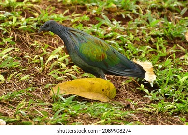 Caloenas nicobarica,  The Nicobar pigeon  is a bird found on small islands and in coastal regions from the Andaman and Nicobar Islands, east through the Indonesian Archipelago. The head is grey.