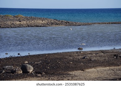 Calonectris diomedea bird swims on the water of the Atlantic Ocean in Matas Bay in October. Scopoli's shearwater, Calonectris diomedea, is a seabird in the petrel family Procellariidae. Costa Calma. - Powered by Shutterstock