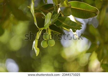 Calophyllum inophyllum is a large evergreen, commonly called Alexandrian laurel balltree, beach calophyllum, beach touriga, beautyleaf, Borneo-mahogany...
