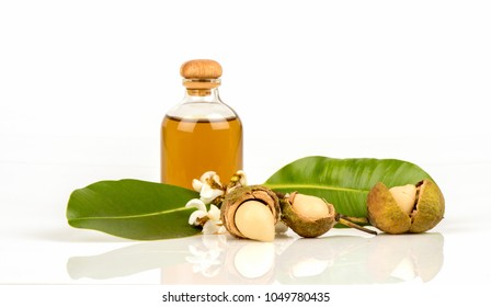 370 Calophyllum inophyllum Images, Stock Photos & Vectors | Shutterstock