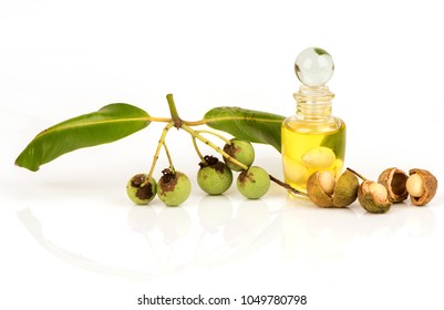 370 Calophyllum inophyllum Images, Stock Photos & Vectors | Shutterstock