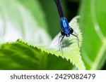 The Calopterygidae are a family of damselflies, in the suborder Zygoptera. They are commonly known as the broad-winged damselflies, demoiselles, or jewelwings, malang, February 23, 2024