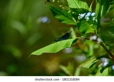 Calopterygidae Libelle On Leaf Of Myosotis