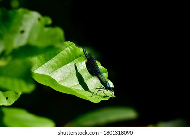 Calopterygidae Libelle On Leaf While Sunbathing