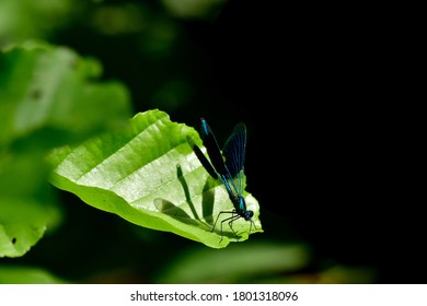 Calopterygidae Libelle On Leaf While Sunbathing