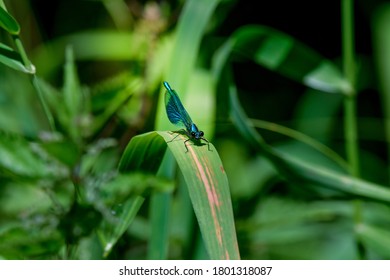 Calopterygidae Libelle On Reed Grass