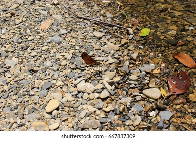 14 Calopteryx cornelia Images, Stock Photos & Vectors | Shutterstock