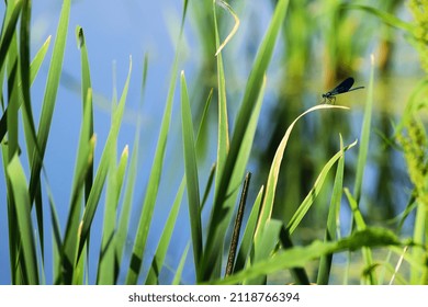 Calopteryx virgo. dragonfly on stalk of grass. the insect sits on the green leaves of the reed, by the river. macro nature. beautiful dragonfly, small predator. natural background