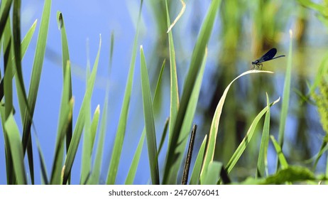 Calopteryx virgo dragonfly on stalk of grass. insect sits on the green leaves of the reed, by the river. macro nature. beautiful dragonfly, small predator. natural background. dragonfly by the pond - Powered by Shutterstock